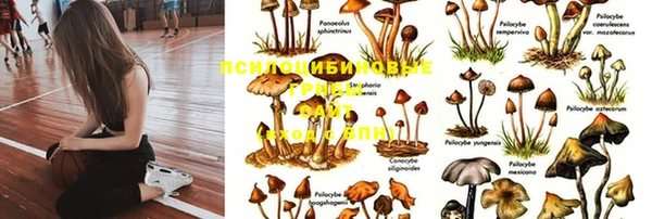 сатива Арсеньев